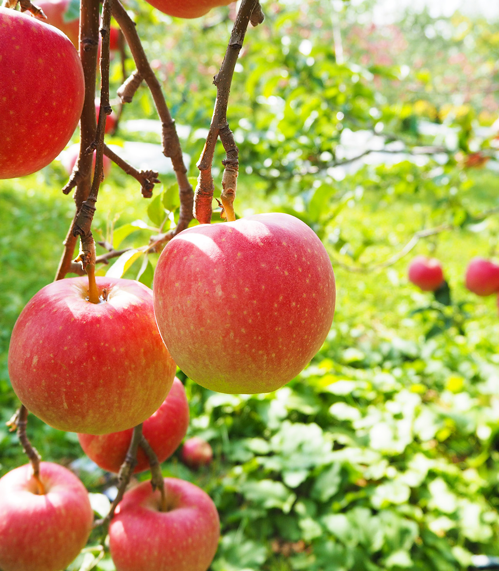 りんごの実　収穫前